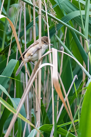 Australian Reed-warbler