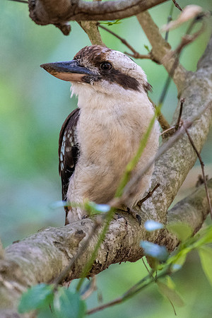 Laughing Kookaburra