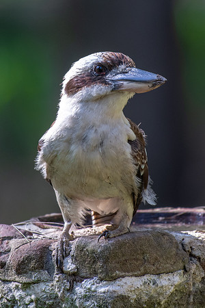 Laughing Kookaburra