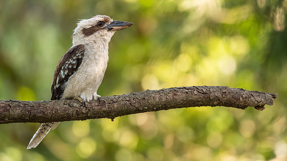 Laughing Kookaburra