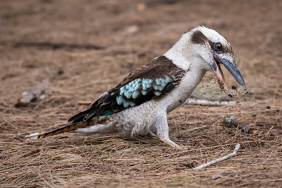 Laughing Kookaburra