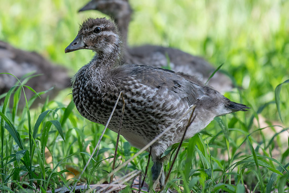 Australian Wood Duck