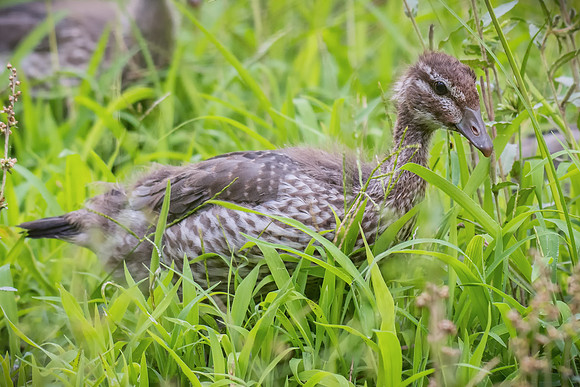 Australian Wood Duck