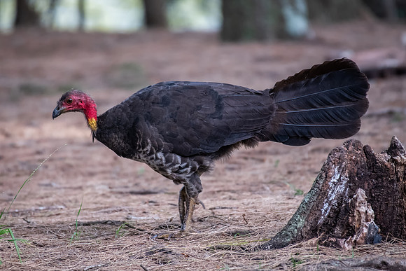 Australian Brush Turkey