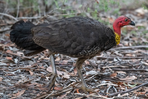Australian Brush Turkey
