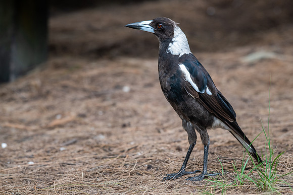 Australian Magpie