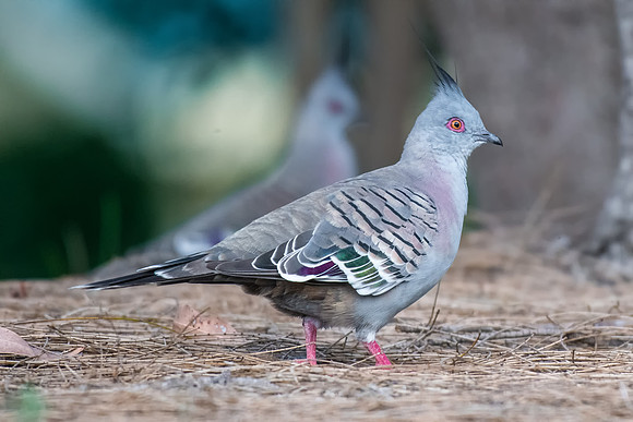 Crested Pigeon