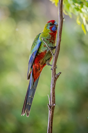 Crimson Rosella