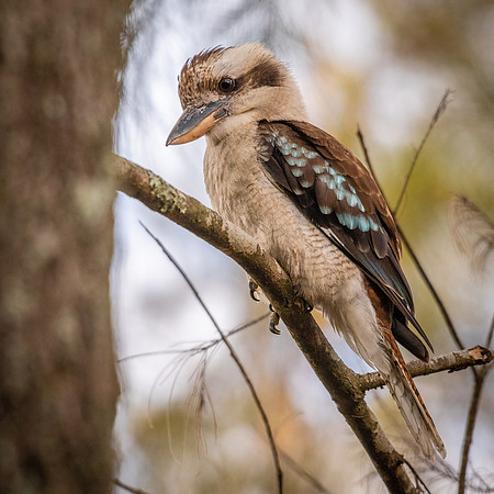 Laughing Kookaburra