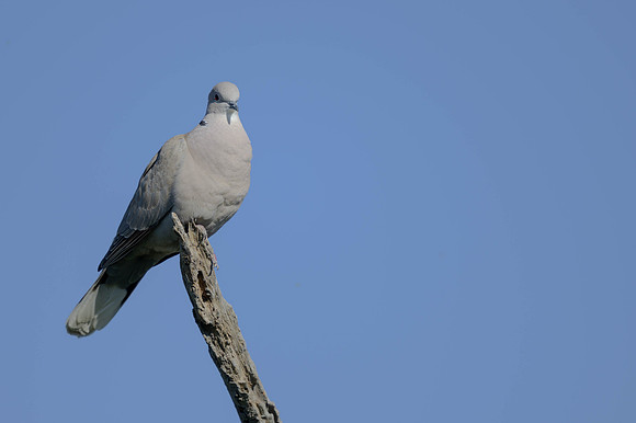 Eurasian Collared-Dove