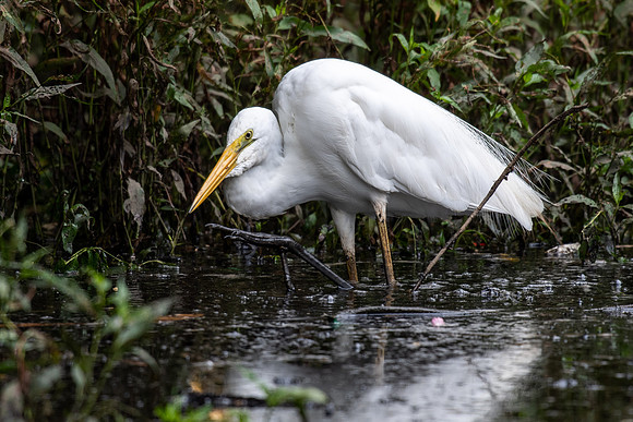 Great Egret
