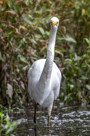Great Egret