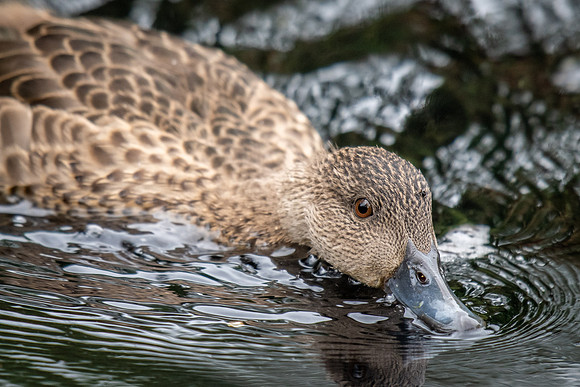 Chestnut Teal