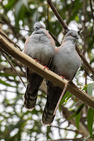 Crested Pigeon