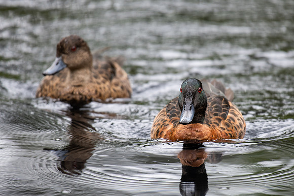 Chestnut Teal