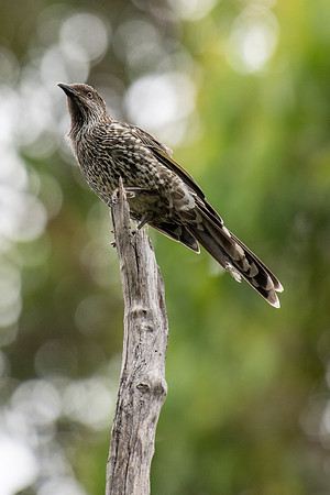 Little Wattlebird
