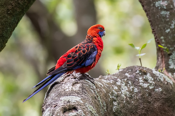 Crimson Rosella