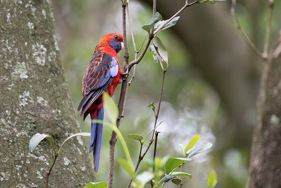 Crimson Rosella