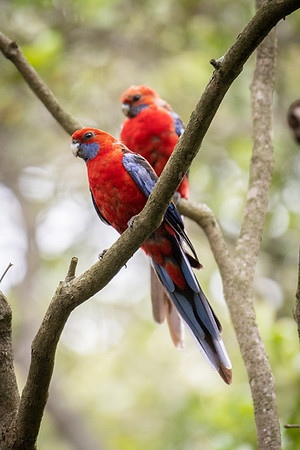 Crimson Rosella