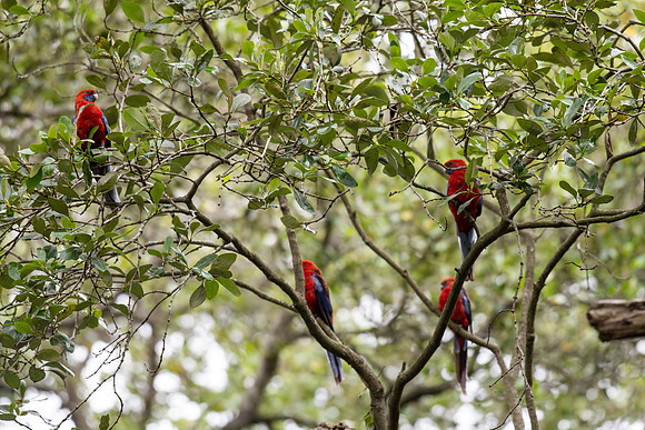 Crimson Rosella