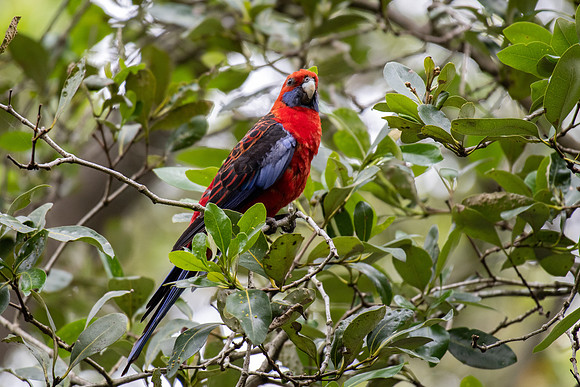 Crimson Rosella