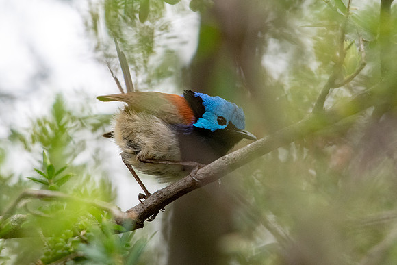 Variegated Fairy-wren