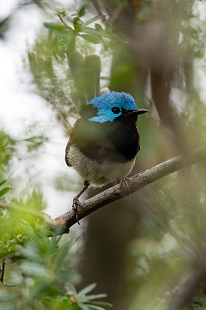 Variegated Fairy-wren