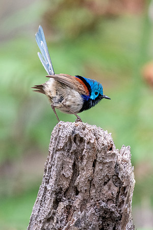 Variegated Fairy-wren