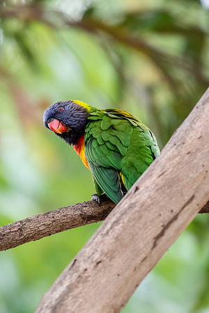 Rainbow Lorikeet