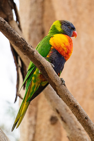 Rainbow Lorikeet
