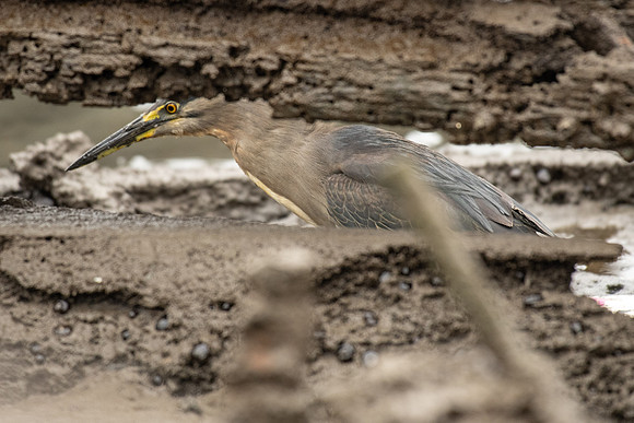 Striated Heron