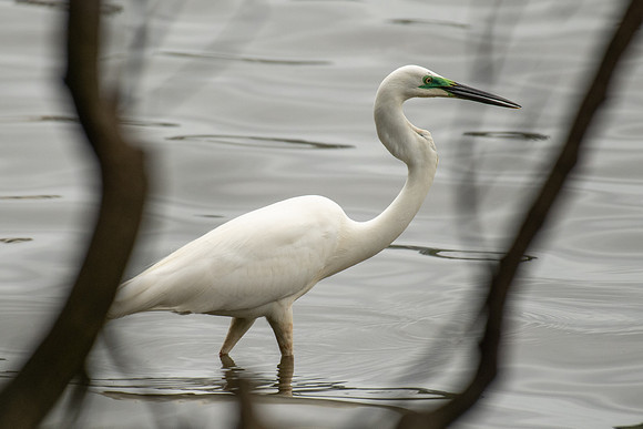 Great Egret