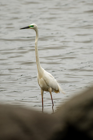 Great Egret