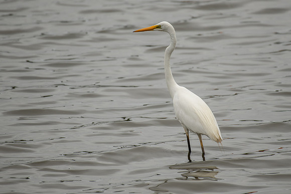 Great Egret