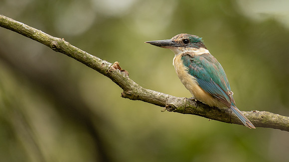 Sacred Kingfisher