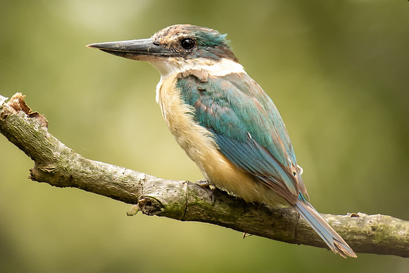 Sacred Kingfisher