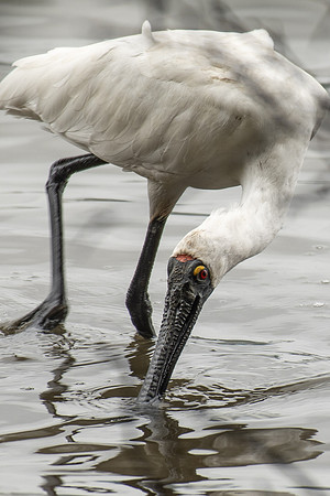 Royal Spoonbill