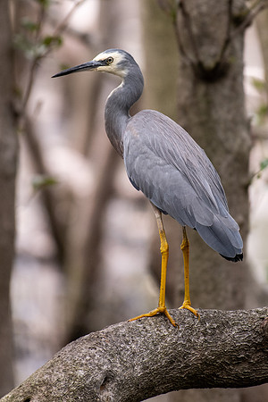 White-faced Heron