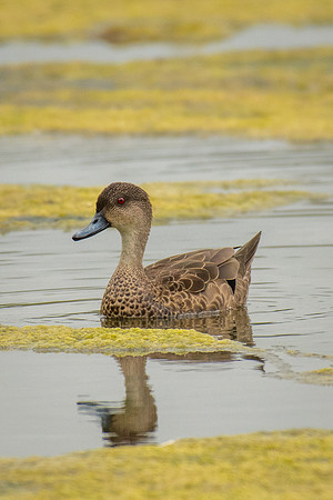 Chestnut Teal