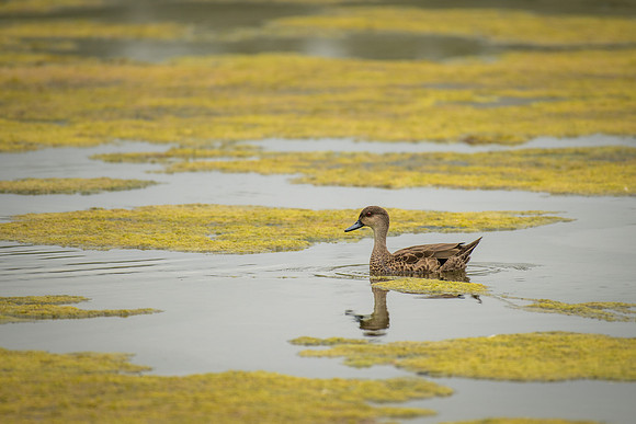 Chestnut Teal