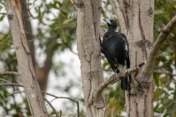 Australian Magpie