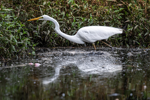 Great Egret