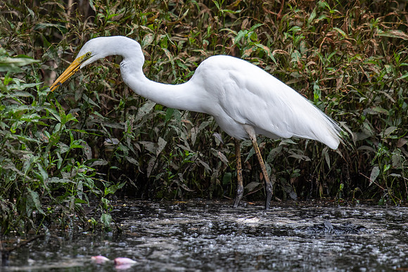 Great Egret