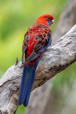 Crimson Rosella