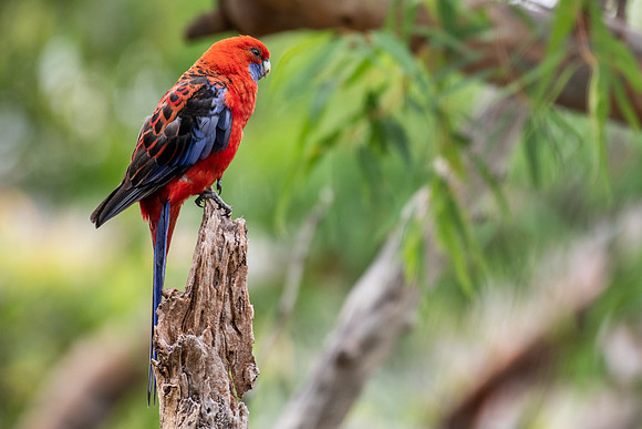 Crimson Rosella