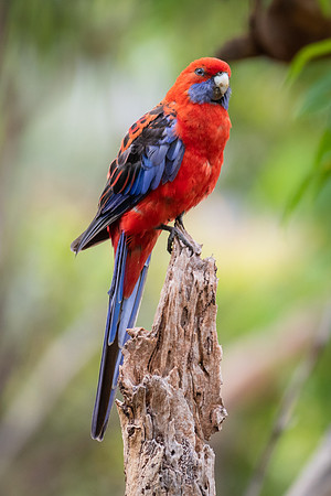 Crimson Rosella