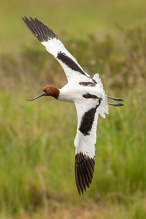 Red-necked Avocet