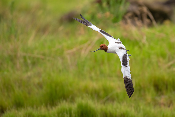 Red-necked Avocet