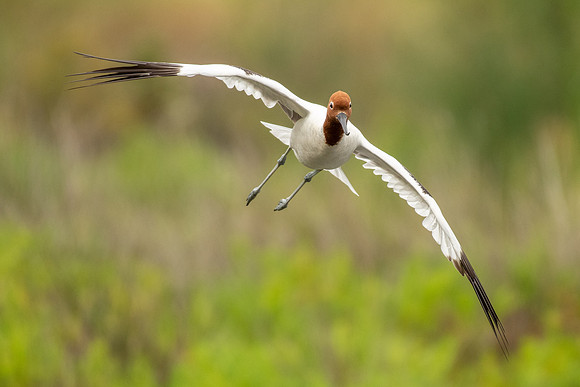 Red-necked Avocet