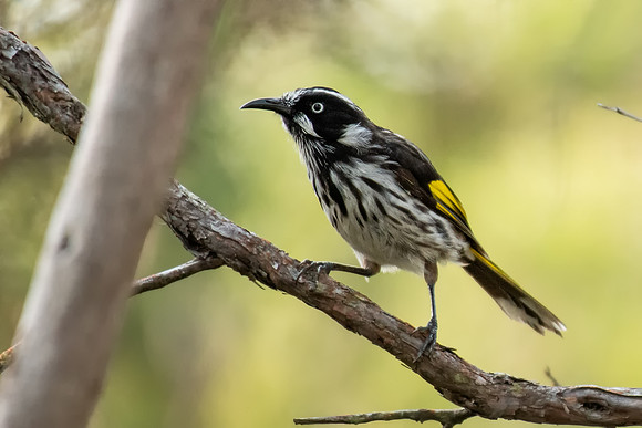 New Holland Honeyeater